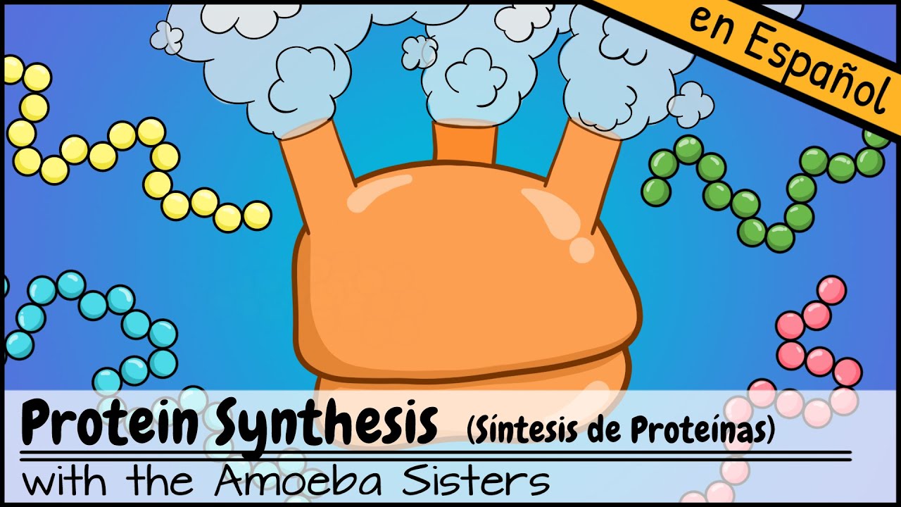 Síntesis de Proteínas