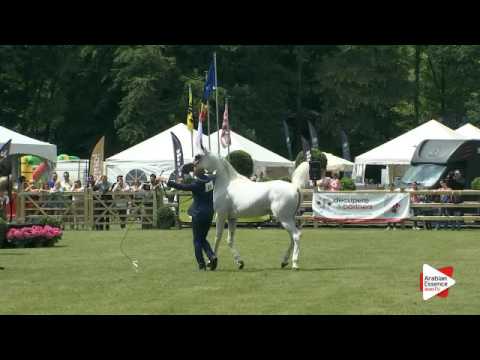 N.240 KHALED AL HAMAD - Bruges 2016 - Stallions 4-6 years old (Class 113)