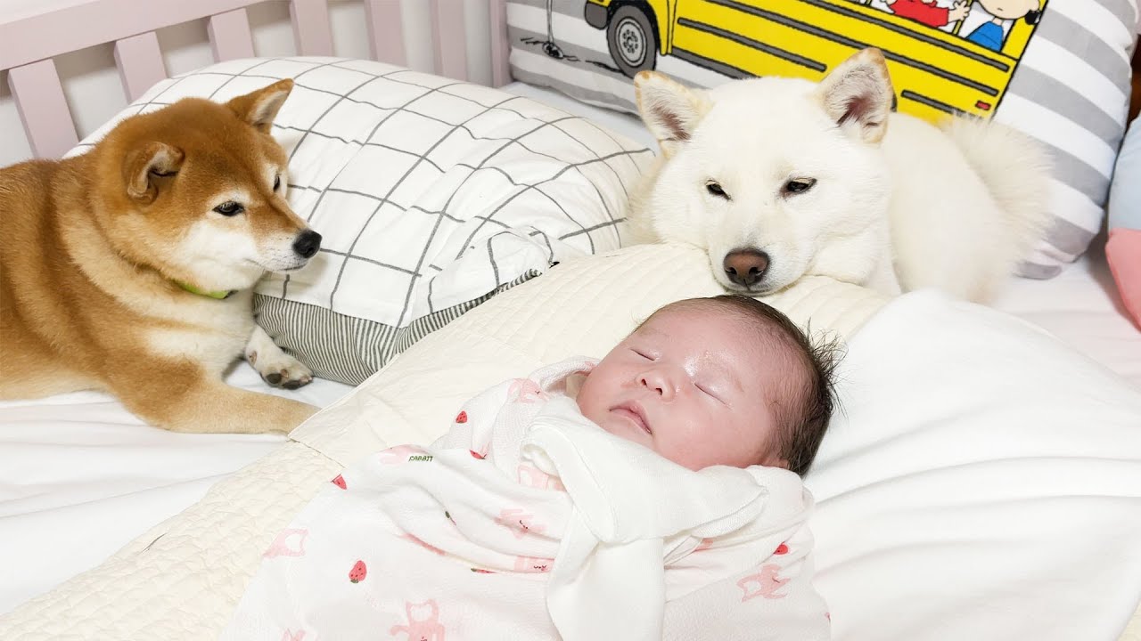 아기와 강아지들 첫 만남의 순간!!