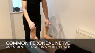 Common peroneal nerve sensory and motor testing