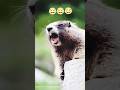 Kuddus Viralvideo Youtubeshortshasi Tiktok Animals Trending Funny