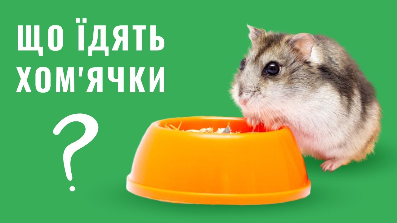 YouTube video preview