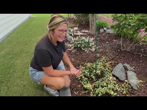 Creating A Stunning Garden Display: Snow And Summer Jasmine Cascading On A Trellis; or Ground Cover