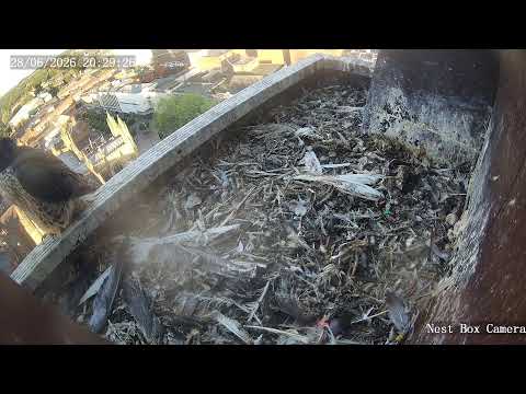 Live Peregrine Falcon Webcam in Wakefield live cam