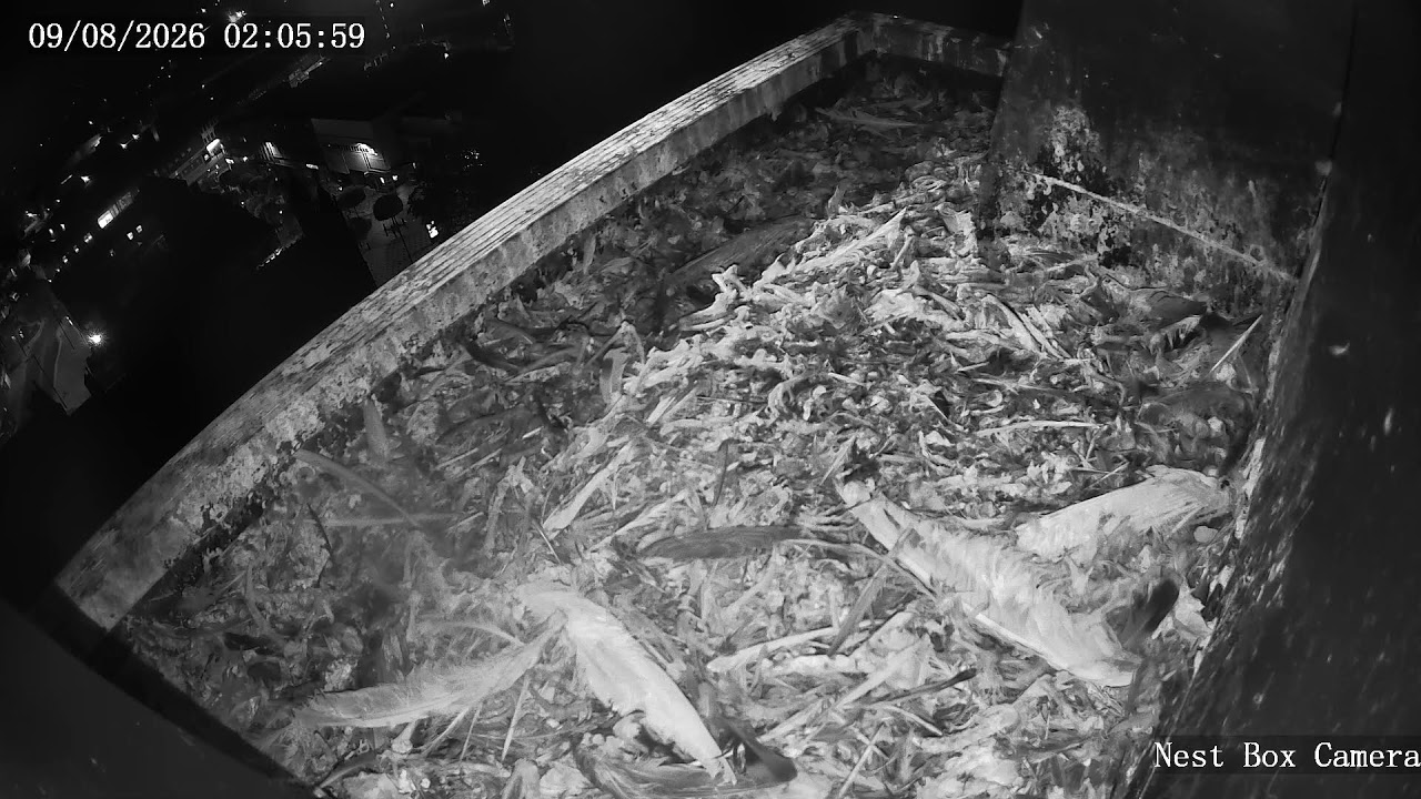 Live Peregrine Falcon Webcam in Wakefield