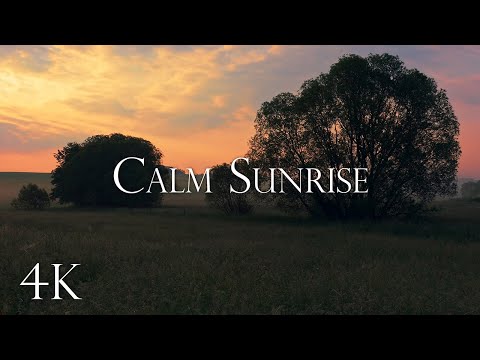 Calm Sunrise - 10 Hours Birds Singing In The Morning, Relaxing Nature Sounds , Soothing 4K Nature