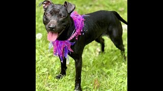 Video preview image #1 Mutt Puppy For Sale in Cranford, NJ, USA