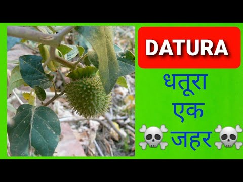 1st YouTube video about how many datura seeds can kill you