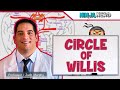 Circulatory System | Circle of Willis Circulation