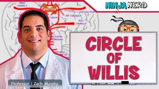 Circulatory System  Circle of Willis Circulation