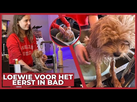 LOEWIE🐶 GAAT VOOR HET EERST IN BAD!🛁  (EERSTE KEER!) - #1644