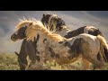 The Mighty Wild Stallion Thor Of McCullough Peaks In Wyoming By Karen King
