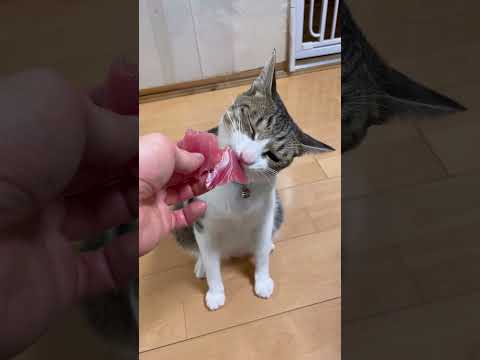 対照的なうちの猫たちに初めてマグロをあげてみた