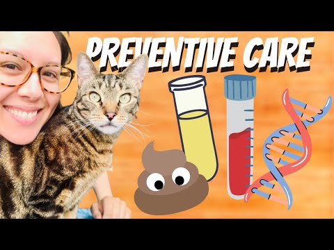 Cat tests you should do with your vet