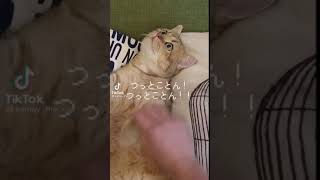 TikTok たまには可愛いのどうぞ。