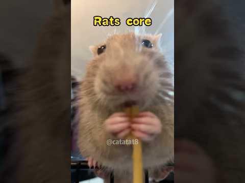 Rats Core #funny #pets #rat #rats #funnyanimal #animals