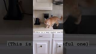 Does your Cat (pet) know how to get off counters / tables/ couches ? #shorts