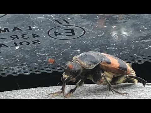 Nicrophorus vespillo
