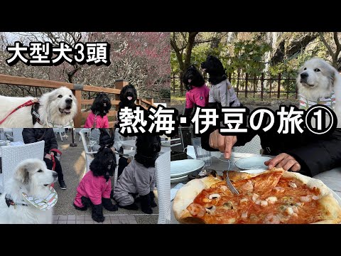 YouTube動画を再生
