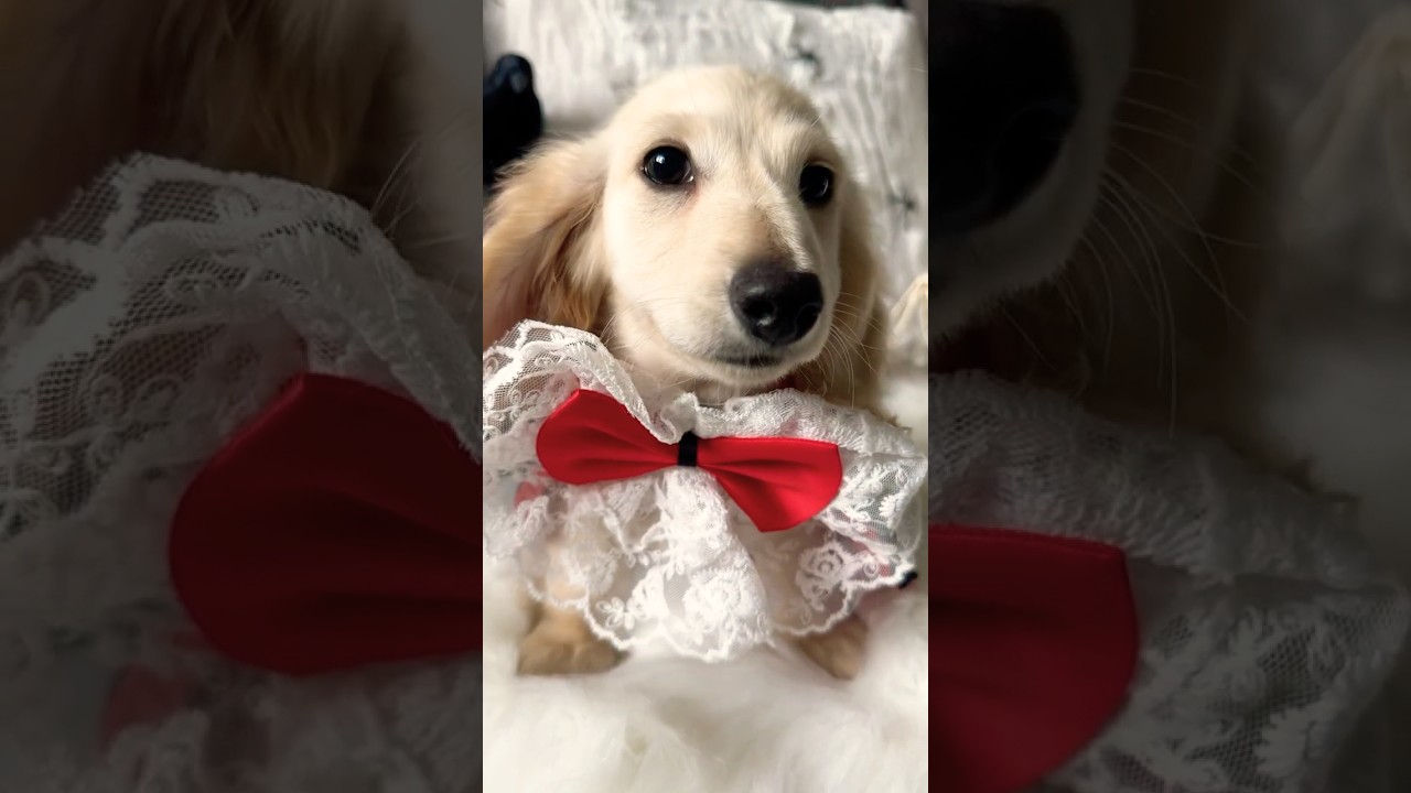 The Perfect English Cream Dachshund Puppy ❤️