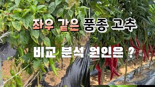 고추 같은 품종 5월초에 심은 부모님댁  우리 농장것 비교  원인은  왜일까 ?
