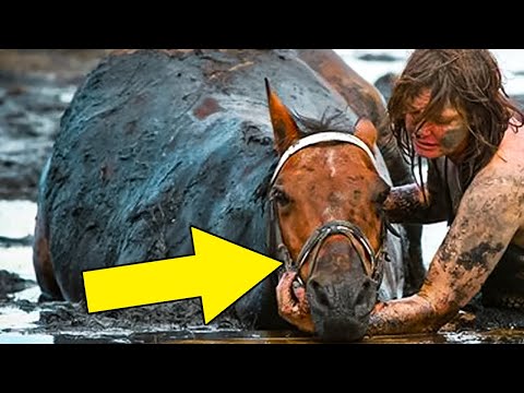 For 3 hours woman stays with trapped horse – then a farmer does everything he can to save its life