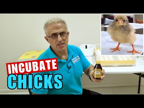 How to Incubate Eggs Using Hydrogen Peroxide 3% Reducing Bacteria! DIY