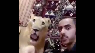 Saudi animal lover  shares his home with lions and a bear