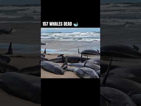 "Tragedy Strikes: 157 False Killer Whales Perish in Australia’s Mass Stranding Crisis" #intelugu