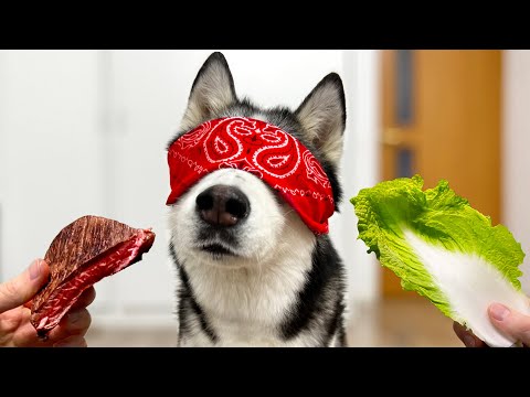 Drei Huskys mit verbundenen Augen wählen Essen! Lustiges Hundevideo