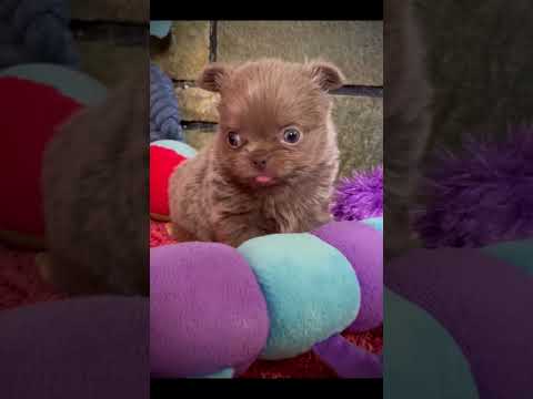 Chihuahua - Τσιουάουα-thumb-1