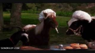Stupid GIFS - Episode 1