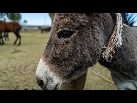 Limping Lola the donkey struggles to walk | SPANA