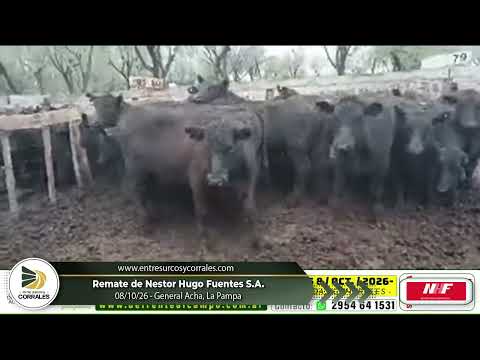 08-10-26 - Remate de Nestor Hugo Fuentes S.A. - General Acha, La Pampa