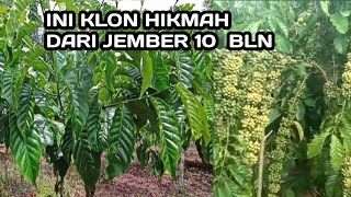Download lagu Review Klon Hikmah Jember di Jambi mp3