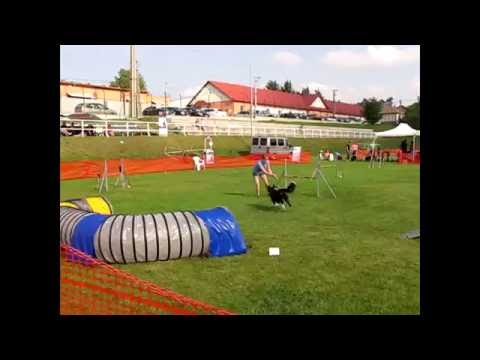 IV. ÁLLATI NAGY Agility verseny