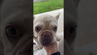 Video preview image #1 French Bulldog Puppy For Sale in Boca Raton, FL, USA
