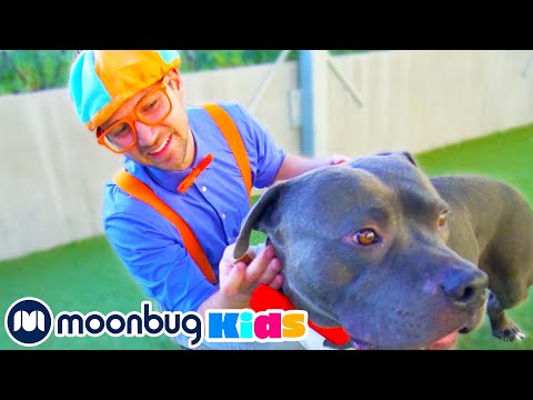 BLIPPI Visite Un Refuge d’Animaux | Vidéos Éducatives | Vidéos Pour Enfants