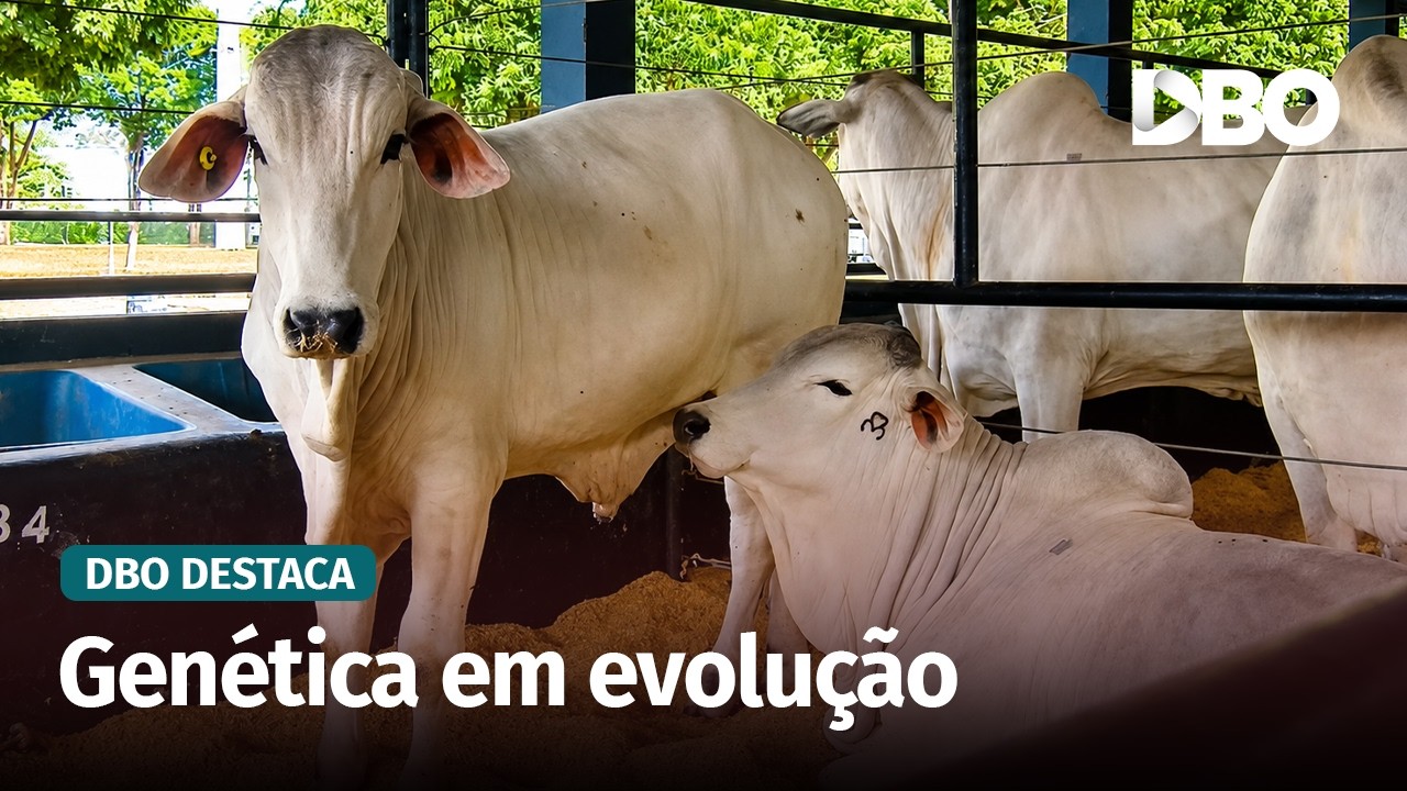 ExpoGenética 2026 destaca seleção de touros jovens e melhoramento genético