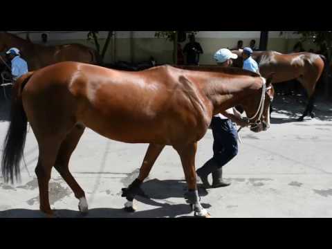 Race 6 - Horse 3 - Easy Lover