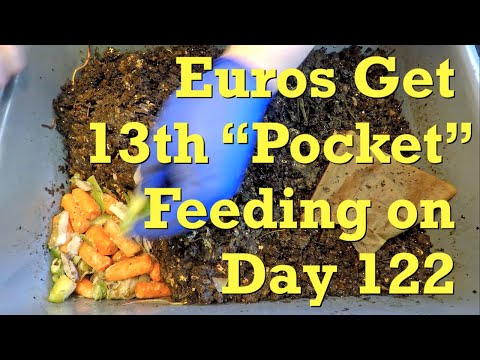Pocket feeding #13 for 122-day ENC worm bin - vermicompost