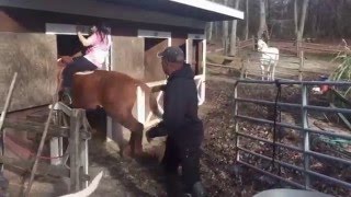 faze tari calul intra in grajd