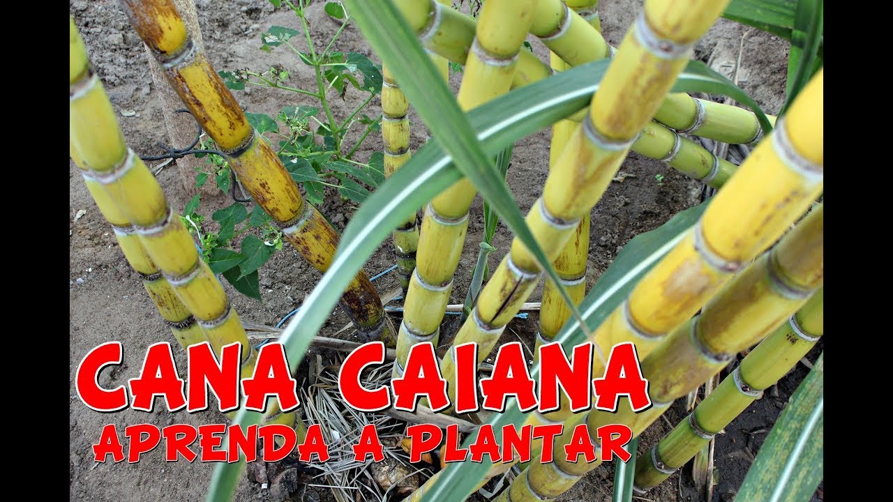 Como plantar CANA Caiana NO QUINTAL.