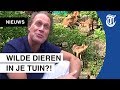 Bijzondere ontdekking in tuin: ‘Wat is dat nou?’