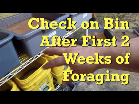 Check on ANC worm bin after 2 weeks of foraging - vermicompost