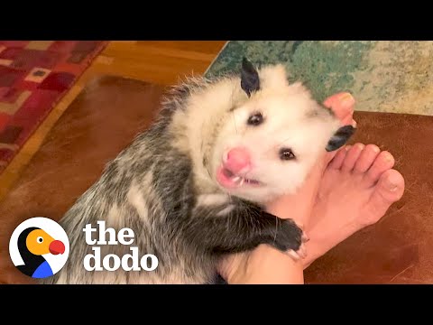 This Cute Opossum Is a Real Love Bug!