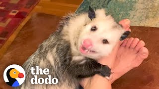 Opossum Covers His Mom