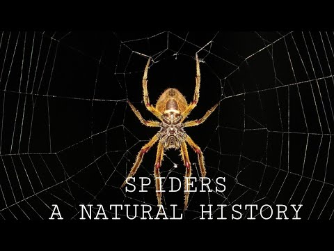 Spiders A Natural History (Biology, Anatomy and Species)