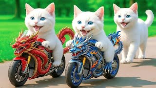 Mama Cat Trims Fur on the Farm and Makes Tiger Hat For Kittens At Hom