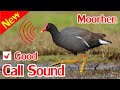 Moorhen Sounds, Swamp Hen Sound Mp3.